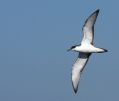 Buller's Shearwater